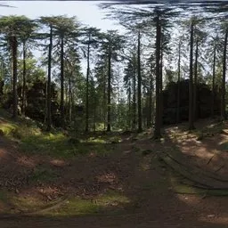 Forest Slope