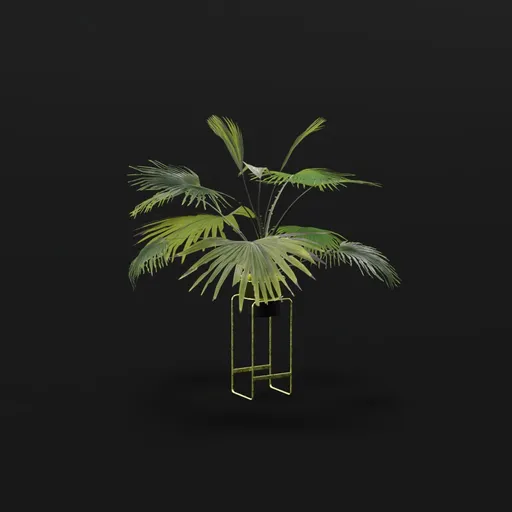 Fan Palm Young Potted