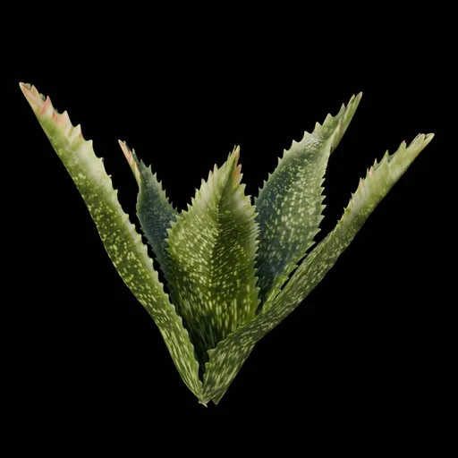 Desert Bush