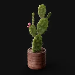 Prickly Pear Cactus
