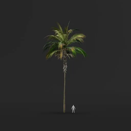 Palm Tree (Summer) - Tall Thin Straight