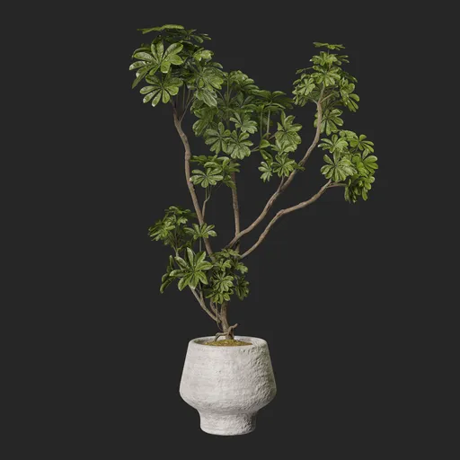 Plant
