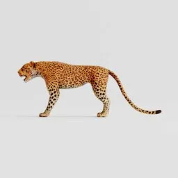 Leopard Rigged