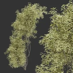 Simple Wall Climber Plant