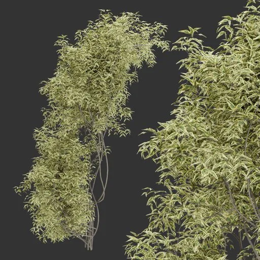 Simple Wall Climber Plant