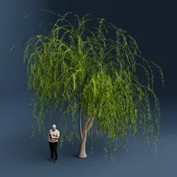 Small willow 02