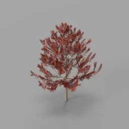 Small pine