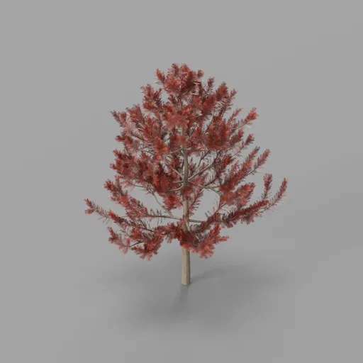 Small pine
