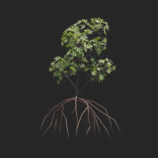 Mangrove Plant + Geometry Nodes + animation