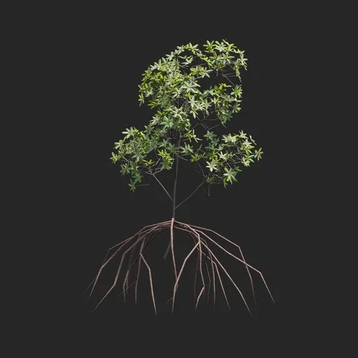 Mangrove Plant + Geometry Nodes + animation
