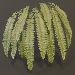 Hart Tongue Fern Wall Var