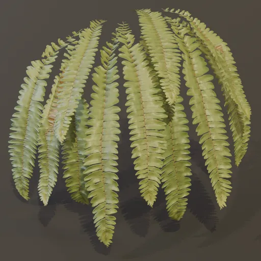 Hart Tongue Fern Wall Var