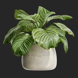 Calathea Orbifolia in Concrete Pot