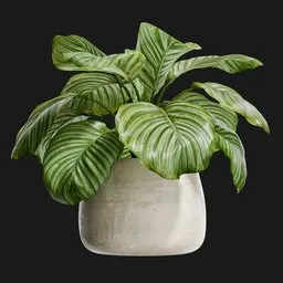 Calathea Orbifolia in Concrete Pot