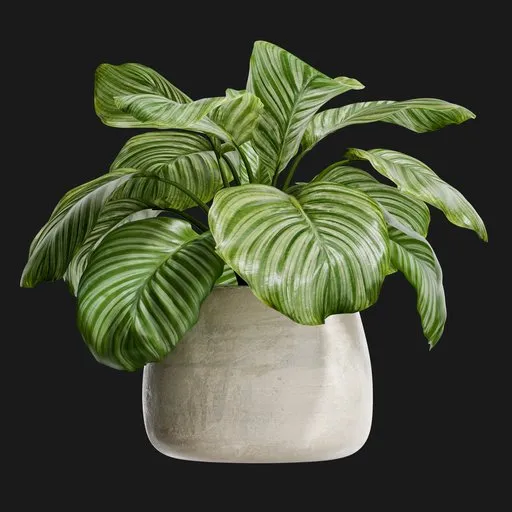 Calathea Orbifolia in Concrete Pot