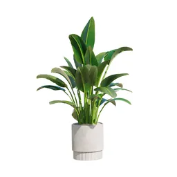 Indoor Plant Bird Of ParadiseBird