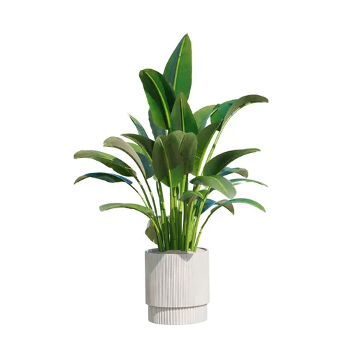 Indoor Plant Bird Of ParadiseBird