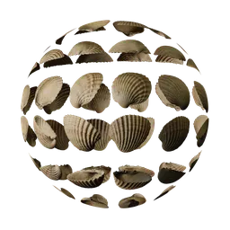 High-resolution seashell PBR texture for 3D rendering in Blender, suitable for ground material design.