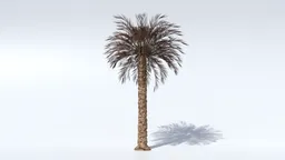 Highly detailed 3D model of a dry palm, perfect for Blender rendering and landscape visualization.