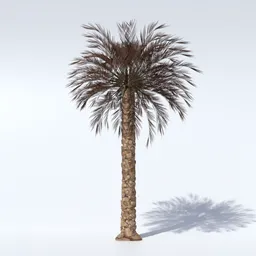 Dried Date Palm Tree