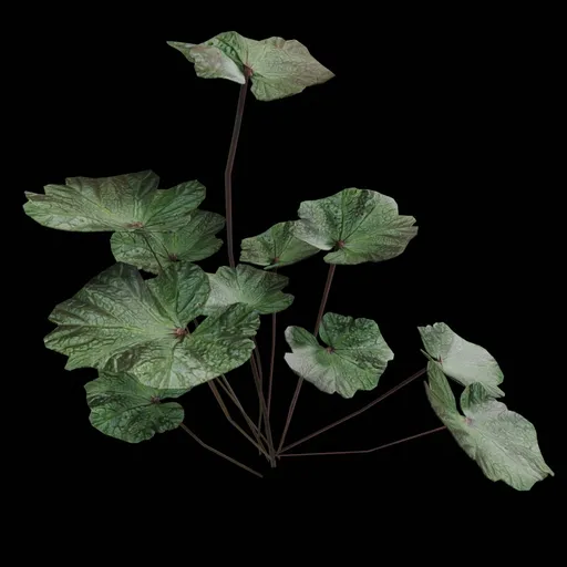 Malva