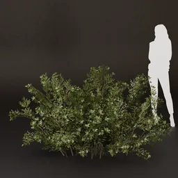 SJ-Sunset Colored Garden Bush