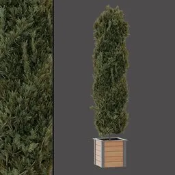 Tall Garden Evergreen