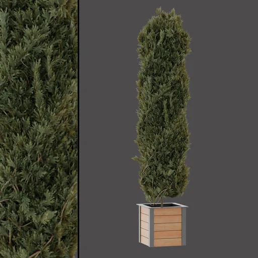 Tall Garden Evergreen