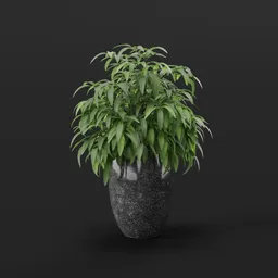 Potted Plant
