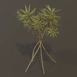 Honey Spurge Bush Small