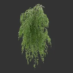 Single Wall Hanging Plant