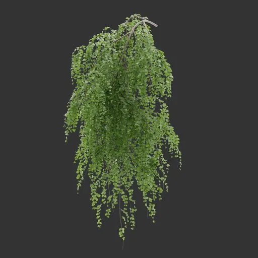 Single Wall Hanging Plant