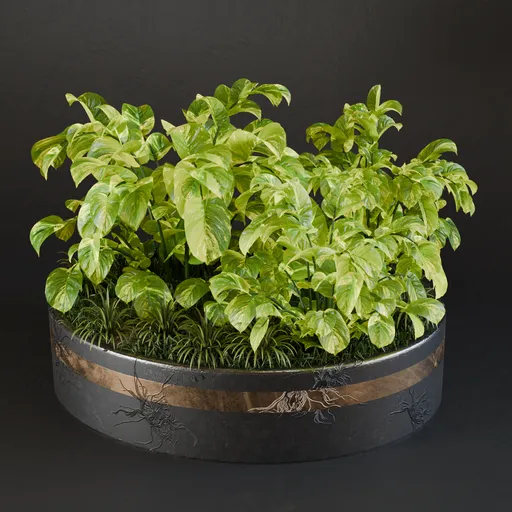 Detailed Blender 3D model of Epipremnum aureum, or petus, with variegated leaves in a designed vase for virtual indoor decor.