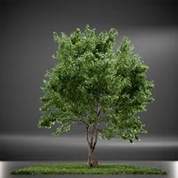 Tree Vine Maple Animated