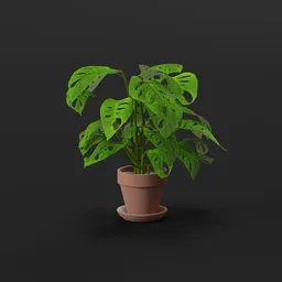 Monstera