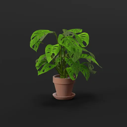 Monstera