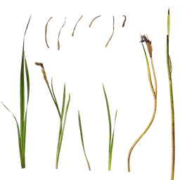 Iris sanguinea