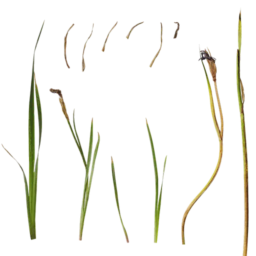 Iris sanguinea