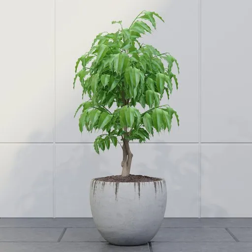Ficus Tree in Concrete Pot