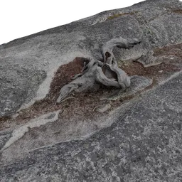 Tree root and Rock on top of Mountain