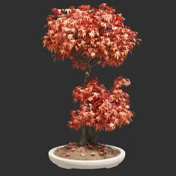 Japanese Maple Tree In Ceramic Pot