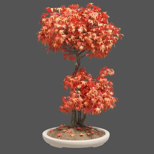 Japanese Maple Tree In Ceramic Pot