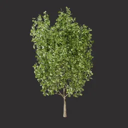 Common Oak Tree