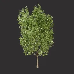Common Oak Tree