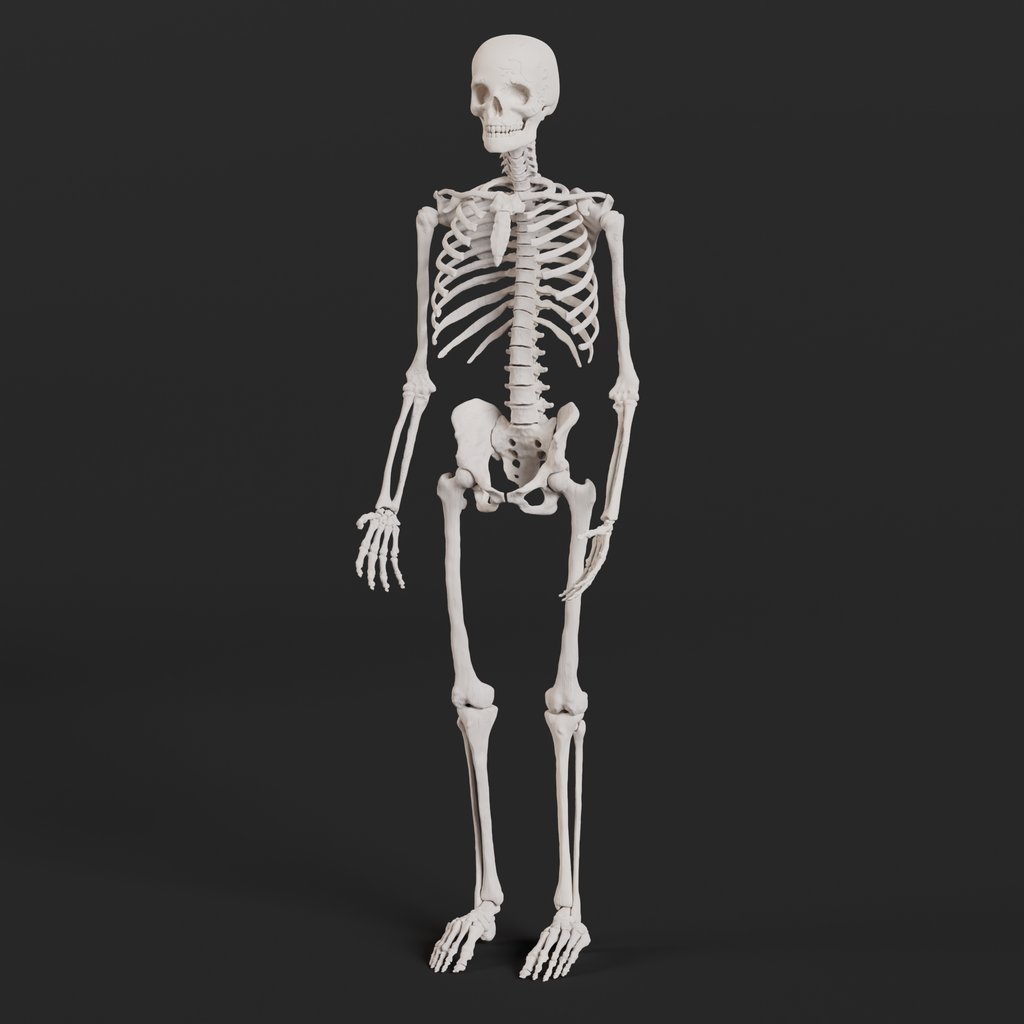 Full Skeleton Human 