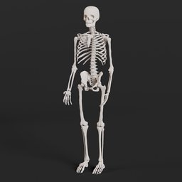 Full skeleton human | FREE Full Human Bodies models | BlenderKit