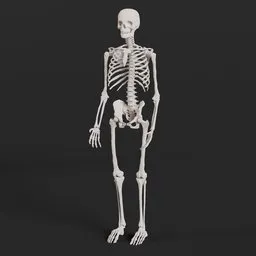 "Full human skeleton 3D model created with Blender 3D software, perfect for medical and artistic purposes. This detailed 100 hour sculpt features a standing, elegant pose with middle eastern skin tone."