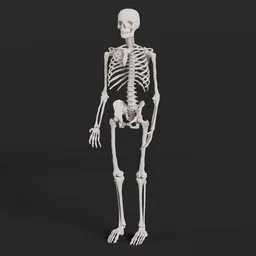Full skeleton human