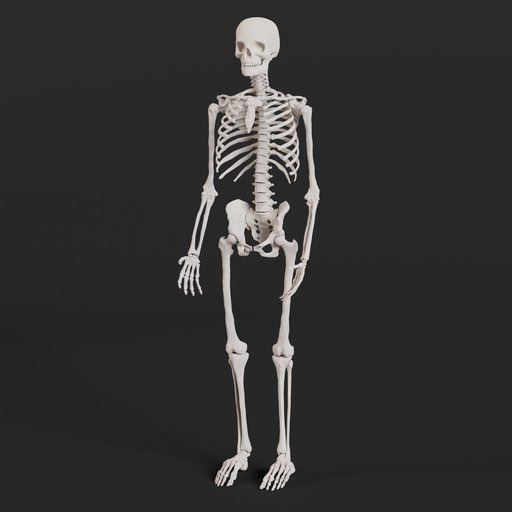 Full skeleton human | FREE 3D Full Body models | BlenderKit