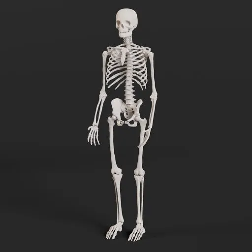 Full skeleton human